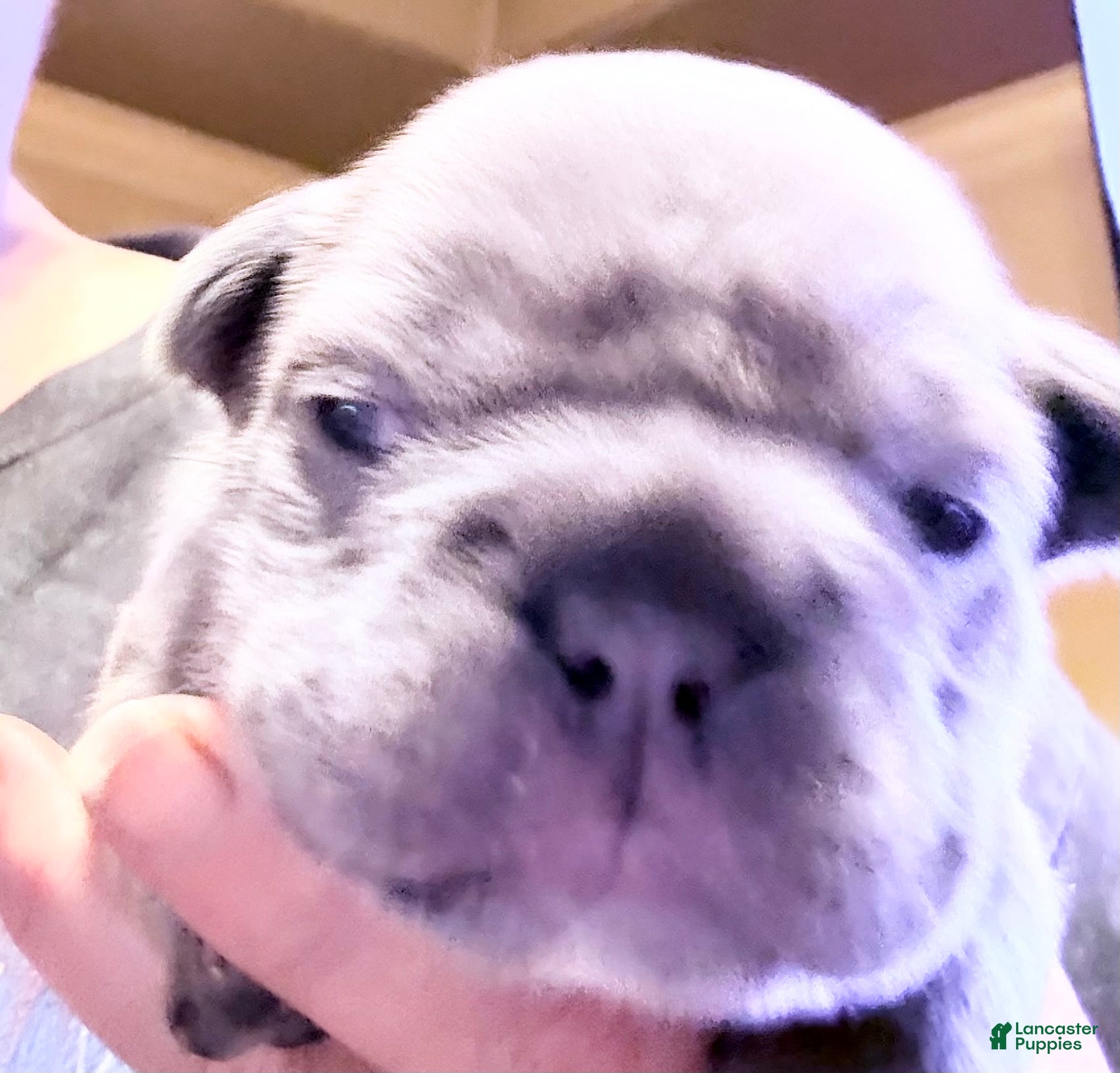 French Bulldog dogs  Beautiful Big Rope - Ad 2