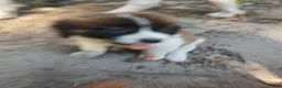 Saint Bernard dogs for sale: Saint Bernard 5 GIRL - Ad 4