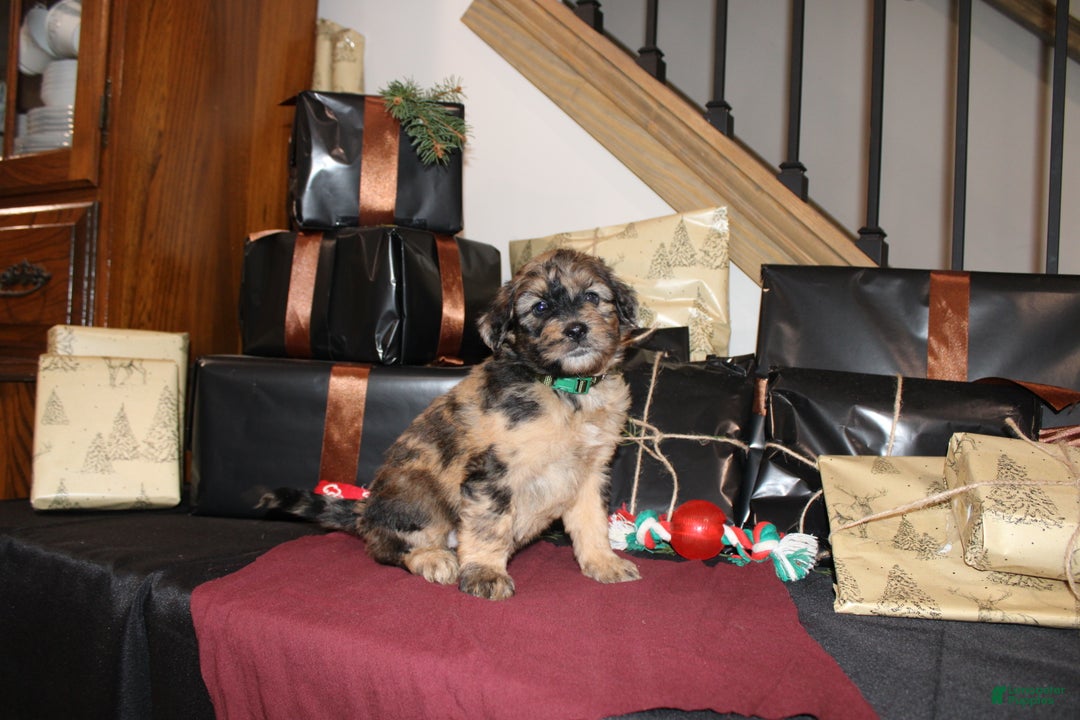 Whoodle dogs for sale: Lydia - Ad 3