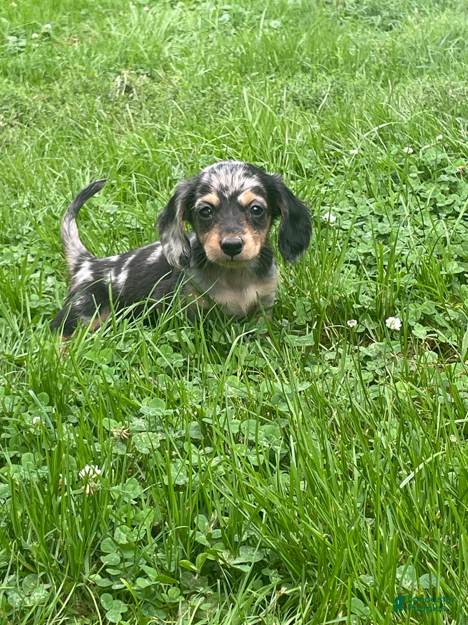Miniature Dachshund dogs for sale: Jade - Ad 4