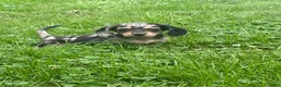Miniature Dachshund dogs for sale: Jade - Ad 1