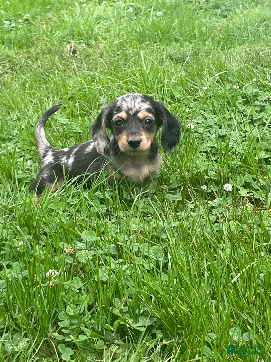Miniature Dachshund dogs for sale: Jade - Ad 1