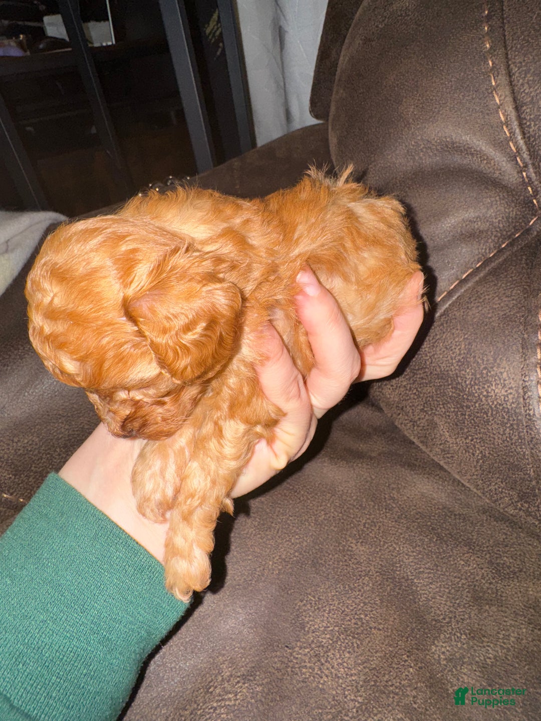 Miniature Poodle dogs for sale: Miniature Poodle Milo - Ad 5