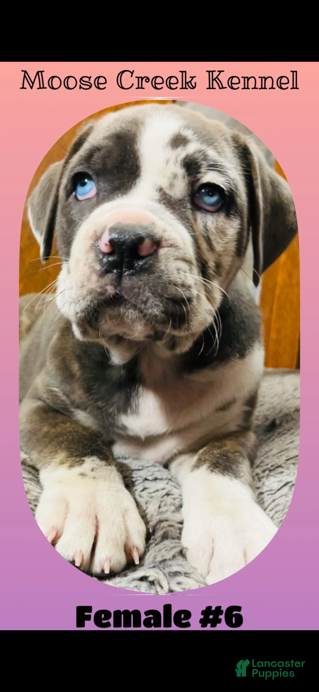 Mixed Breed dogs for sale: Female #6 - Ad 1