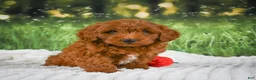Mini Goldendoodle dogs for sale: Cooper - Ad 8