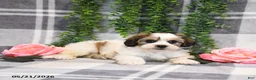 Teddy Bear dogs for sale: Skylar - Ad 3