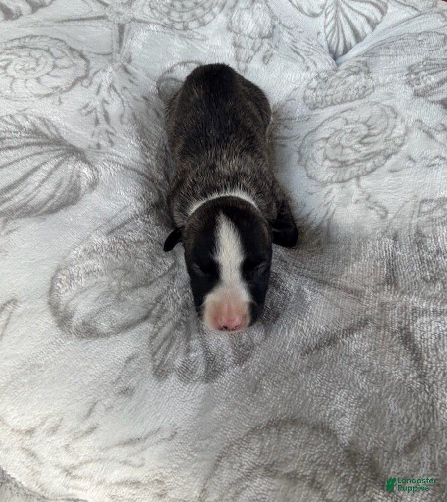 Whippet dogs Boy 1  - Ad 1