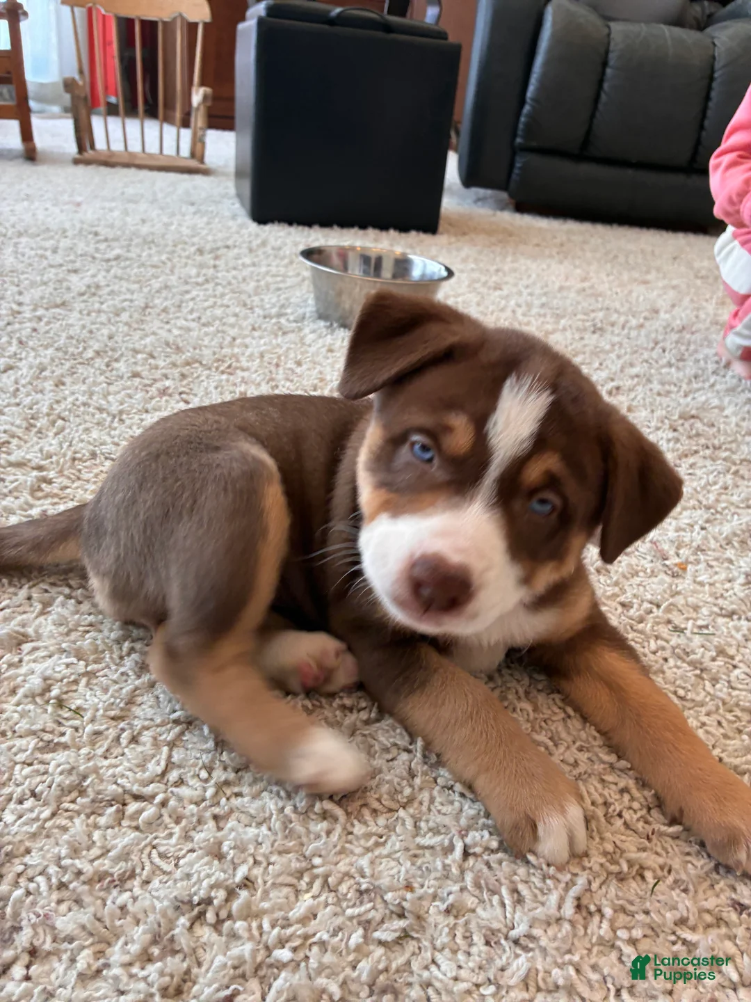Pitsky dogs for sale: Pitsky Puppy 1 - Ad 6
