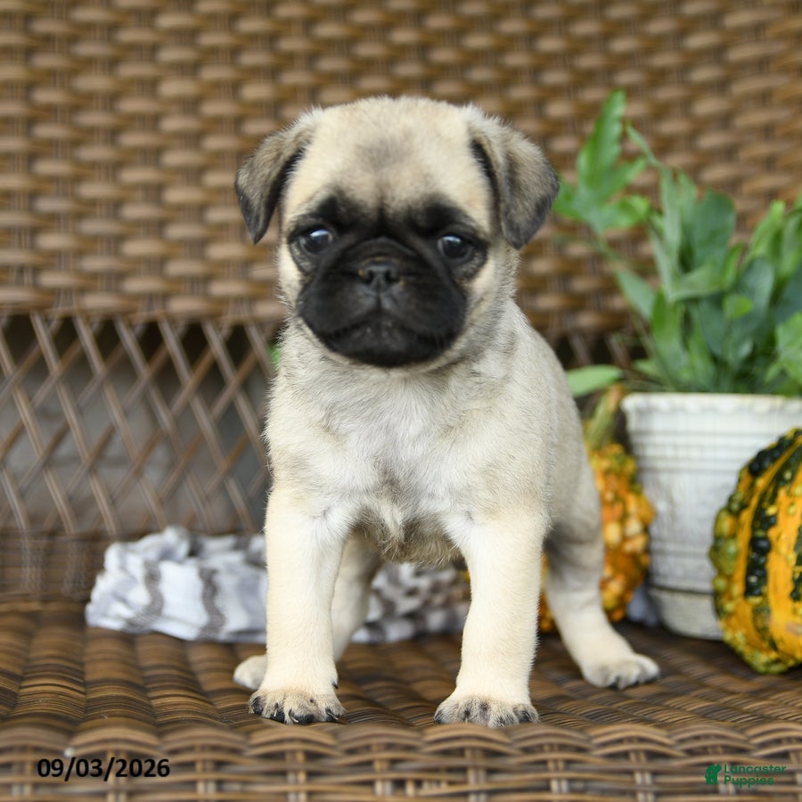 Pug dogs Peanut - Ad 2