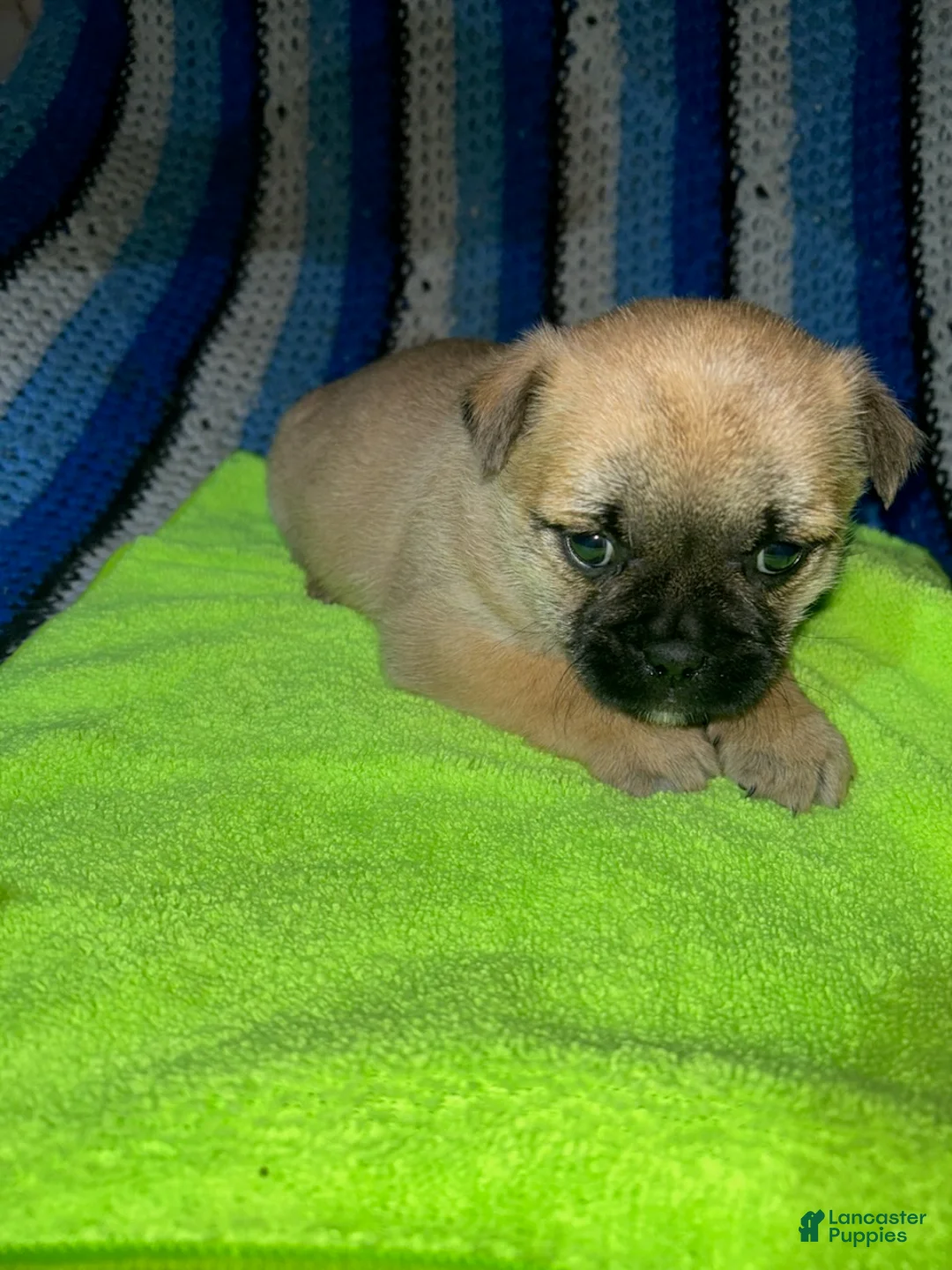 Mixed Breed dogs for sale: Butterscotch - Ad 1