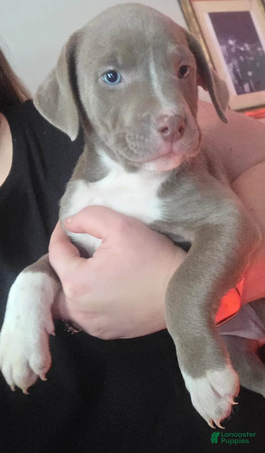 Mixed Breed dogs for sale: Sophie - Ad 1