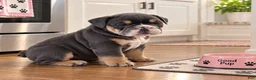 English Bulldog dogs for sale: Blue Princess - Ad 1