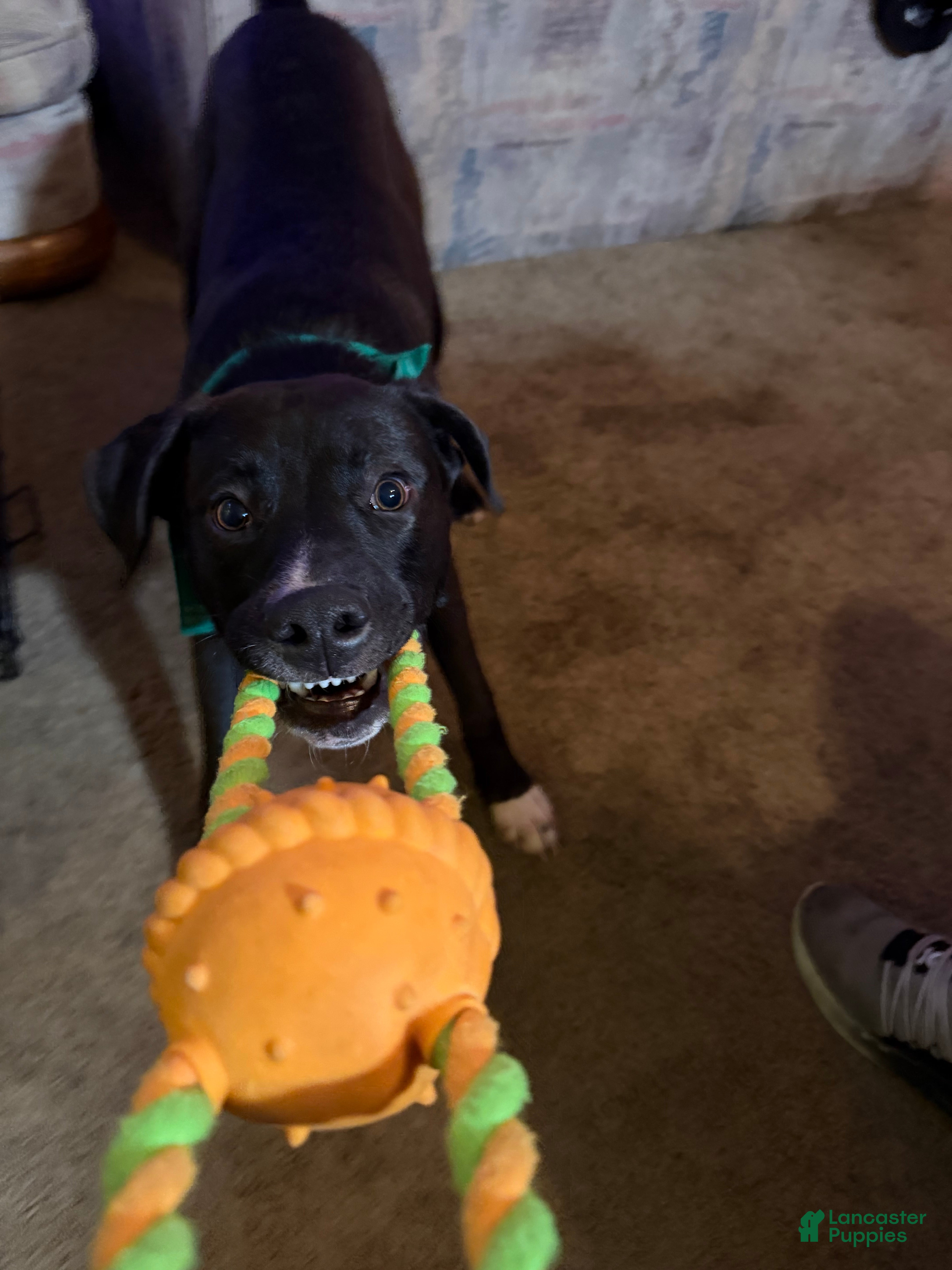 Mixed Breed dogs Reggie - Ad 42