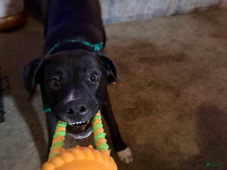 Mixed Breed dogs Reggie - Ad 42