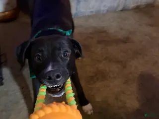 Mixed Breed dogs Reggie - Ad 31