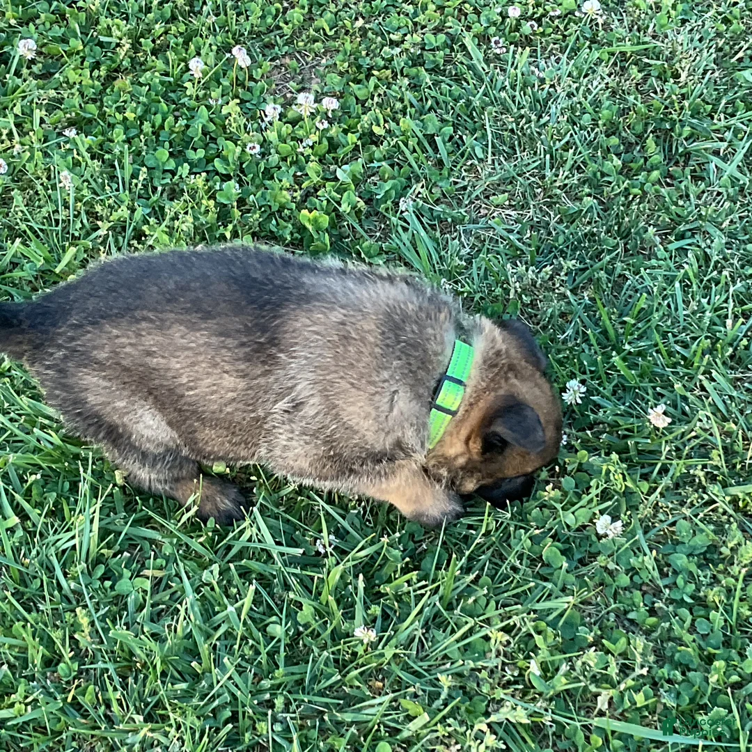 Belgian Malinois dogs for sale: Belgian Malinois Puppy 4 - Ad 2