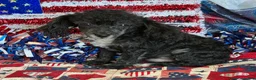 Toy Poodle dogs for sale: Cory - Ad 4
