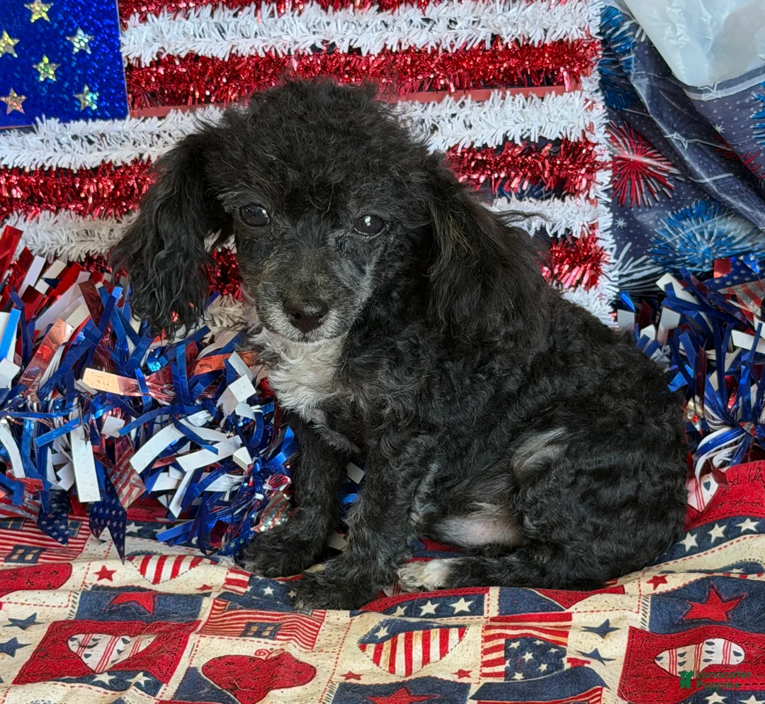 Toy Poodle dogs for sale: Cory - Ad 4