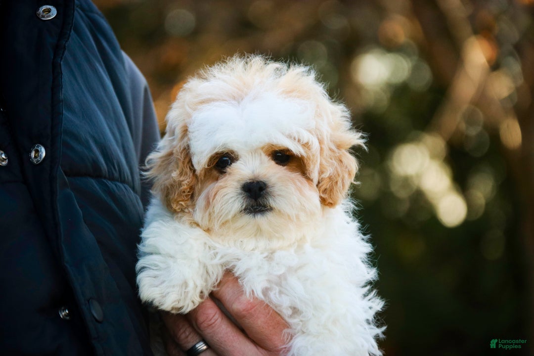 Shihpoo dogs for sale: Fargo - Ad 10
