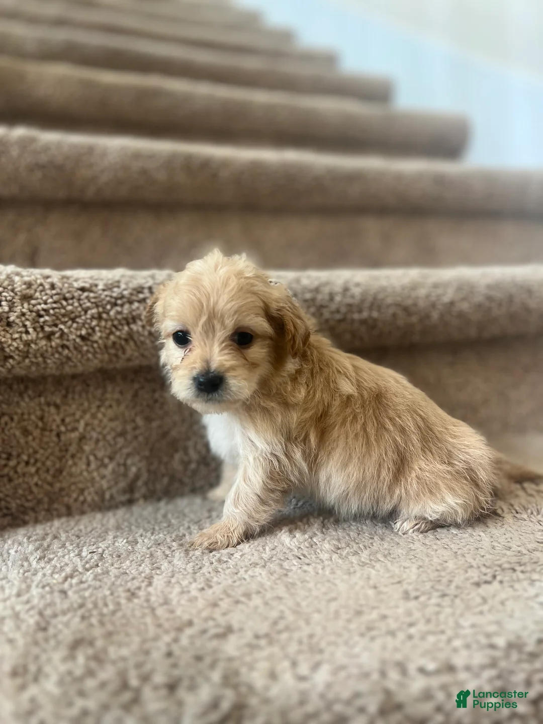 Maltipoo dogs for sale: Briana - Ad 1