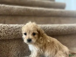 Maltipoo dogs Briana - Ad 12