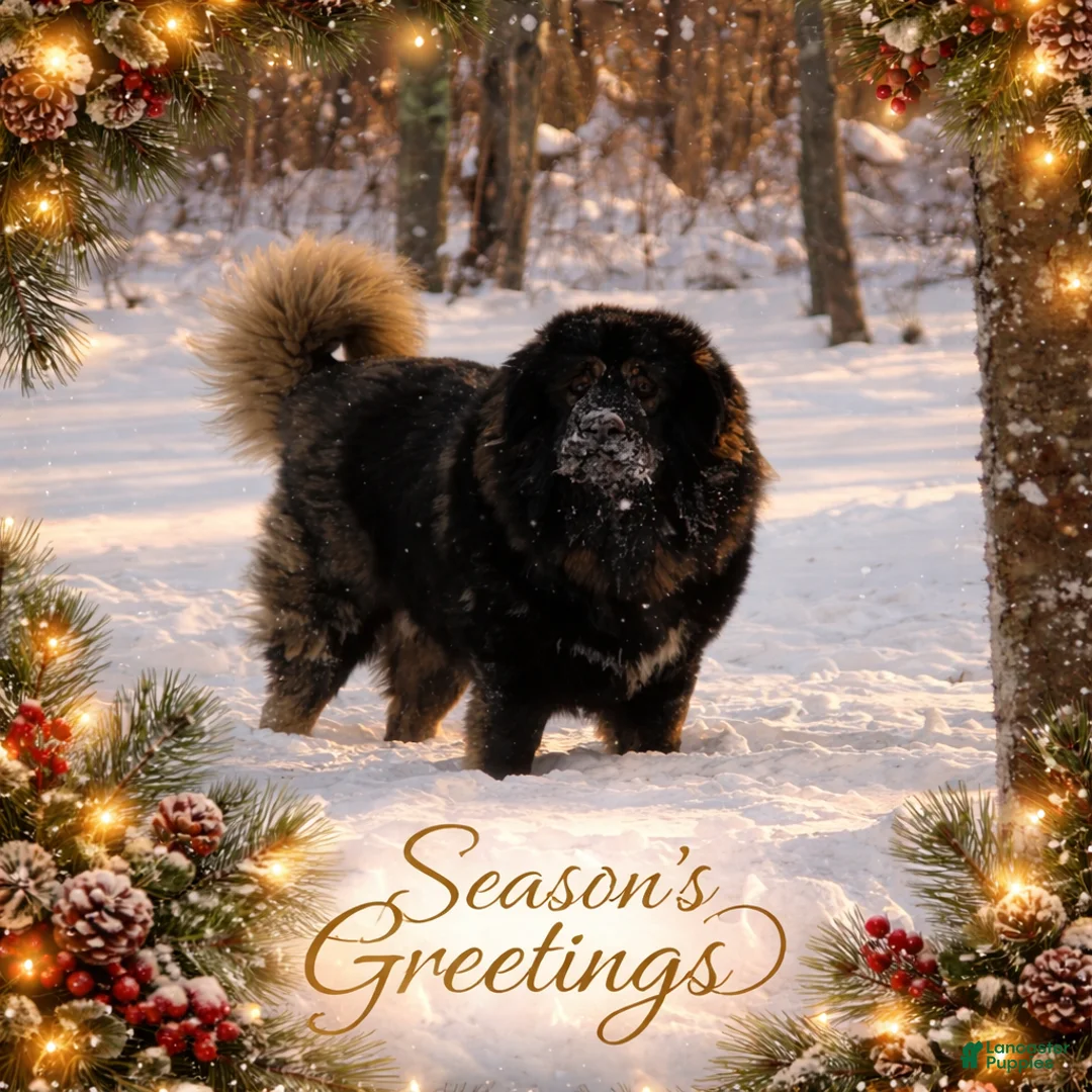 Caucasian Shepherd Dog dogs for sale: Caucasian Shepherd Dog Puppy 1 - Ad 6