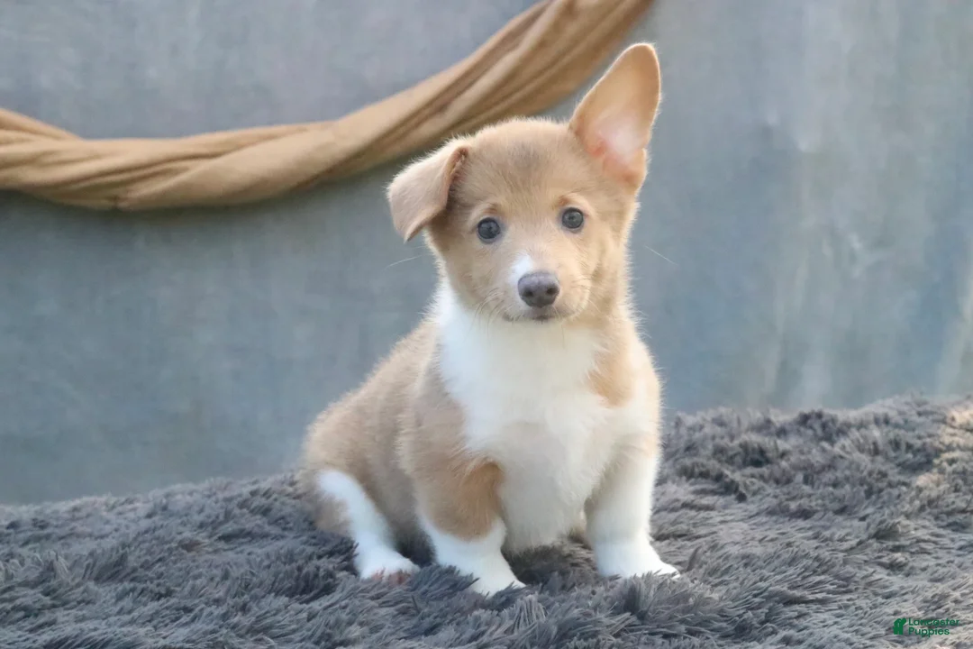 Welsh Corgi Pembroke dogs for sale: Misty - Ad 1