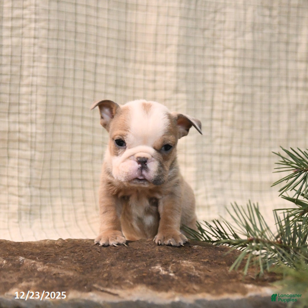 English Bulldog dogs for sale: Mistletoe - Ad 2