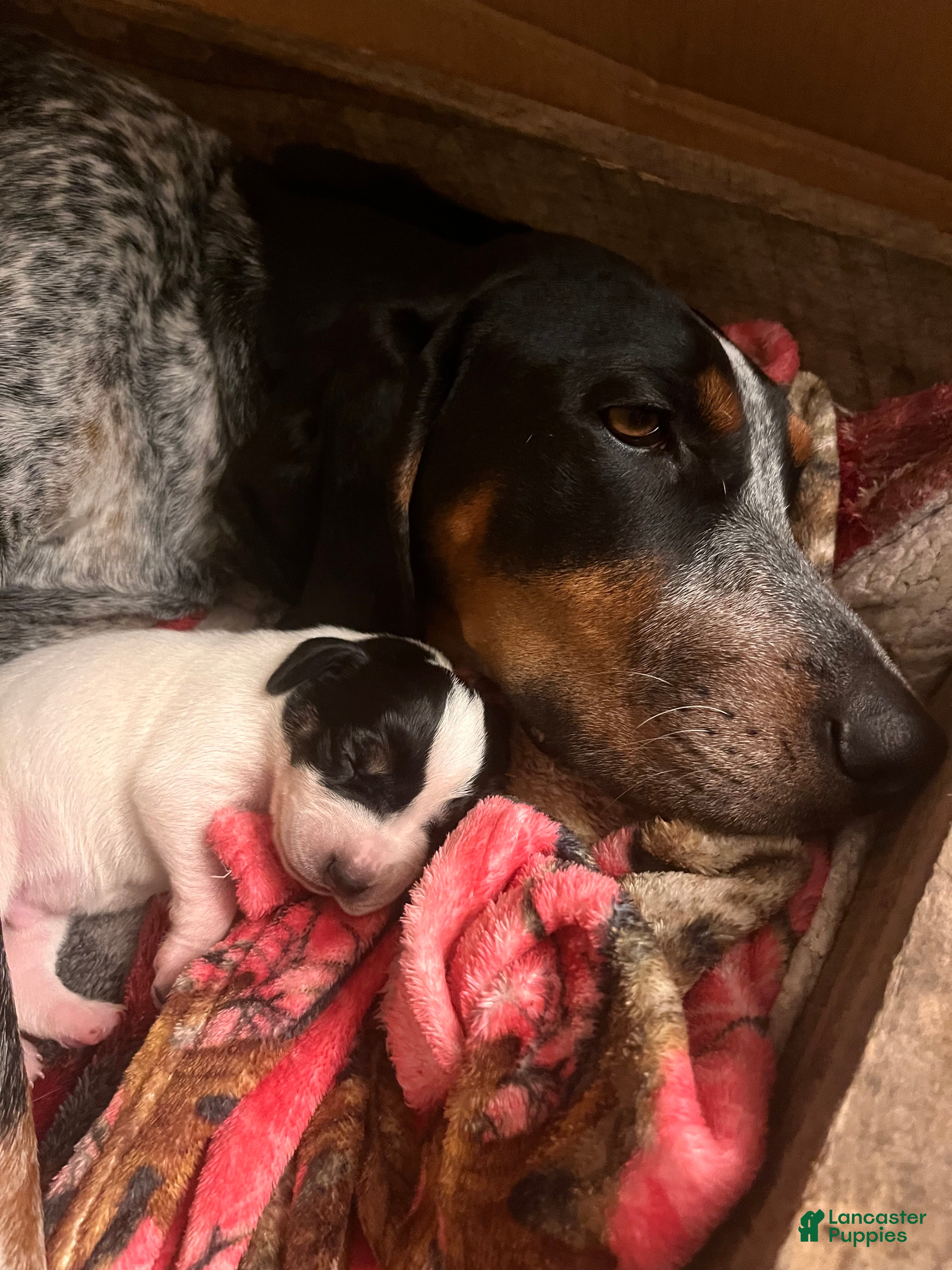 Old Coonhound puppies for sale Lancaster Puppies