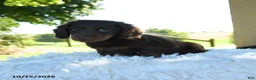 Miniature Dachshund dogs for sale: Brody - Ad 7