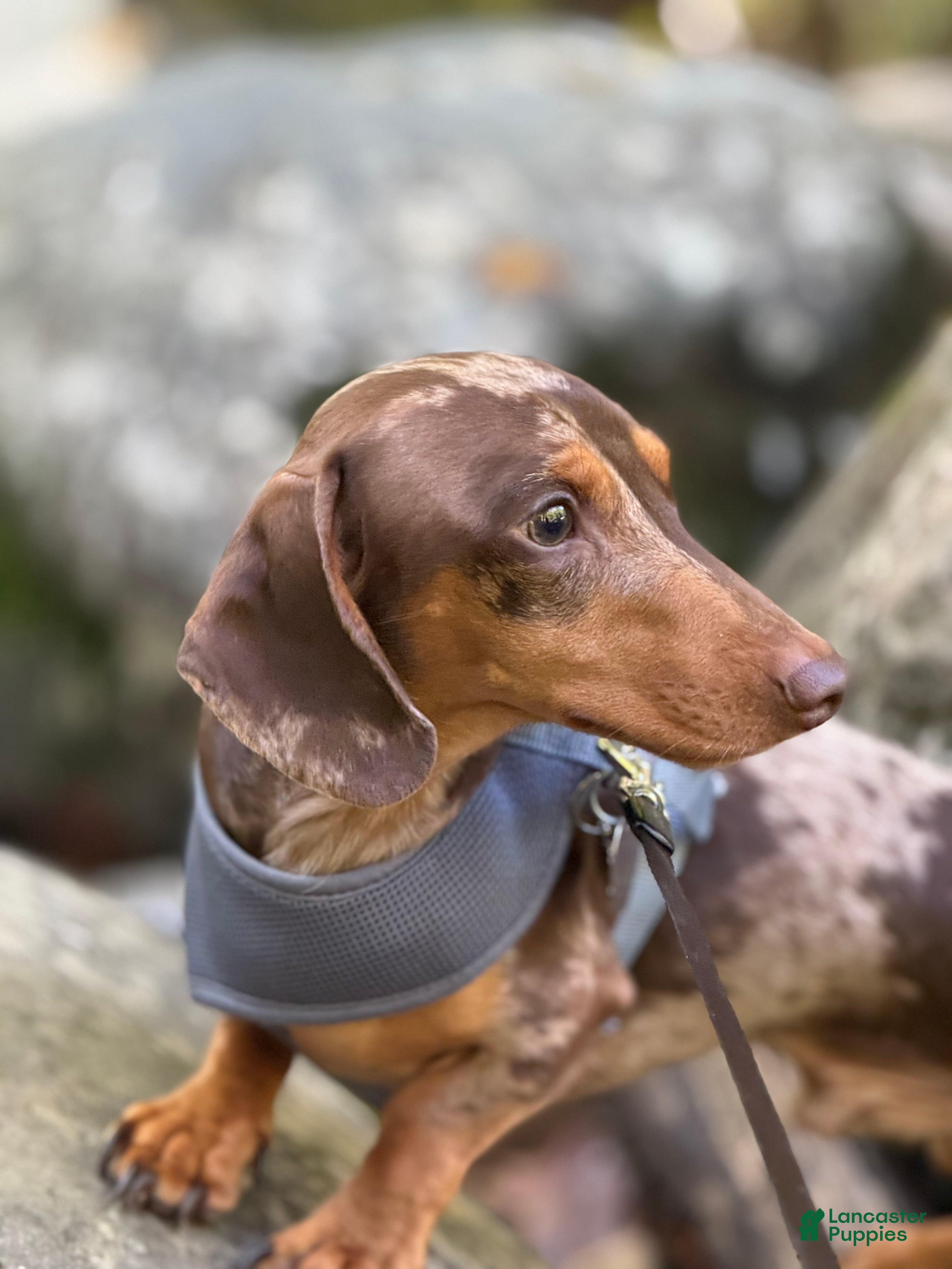 Thanos Mr weenie derpy