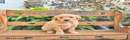 Golden Retriever dogs for sale: Bailey - Ad 2