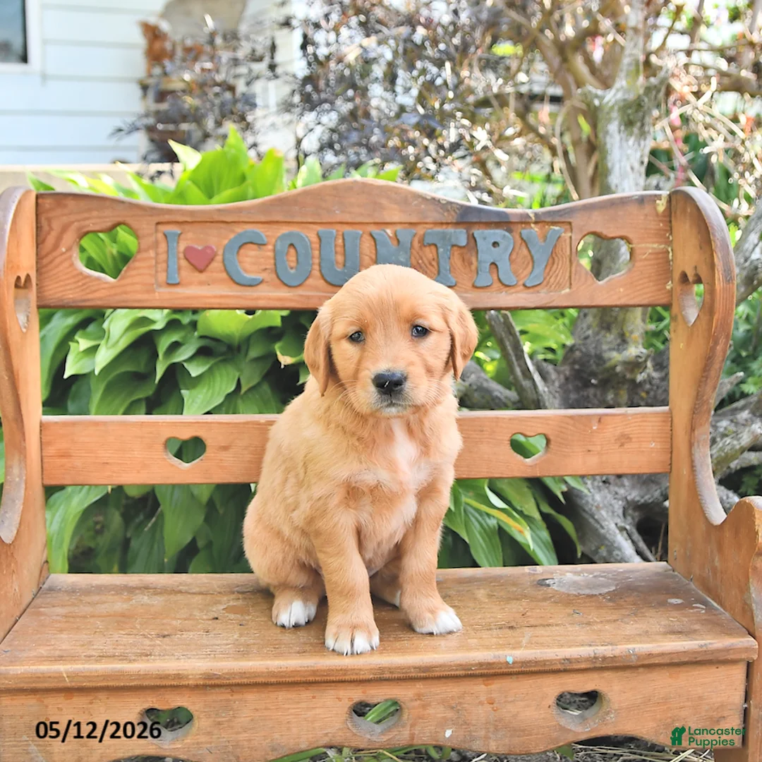 Golden Retriever dogs for sale: Bailey - Ad 2