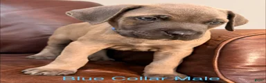 Cane Corso Puppy Male Blue Collar