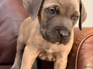 Cane Corso dogs for sale: Cane Corso Puppy Male Blue Collar - Ad 2