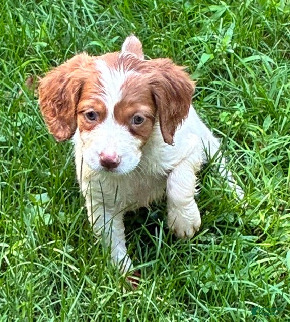 Brittany Spaniel dogs Hawkeye Holly Girl 2 - Ad 1