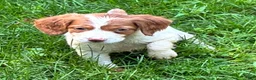 Brittany Spaniel dogs for sale: Hawkeye Holly Girl 2 - Ad 1