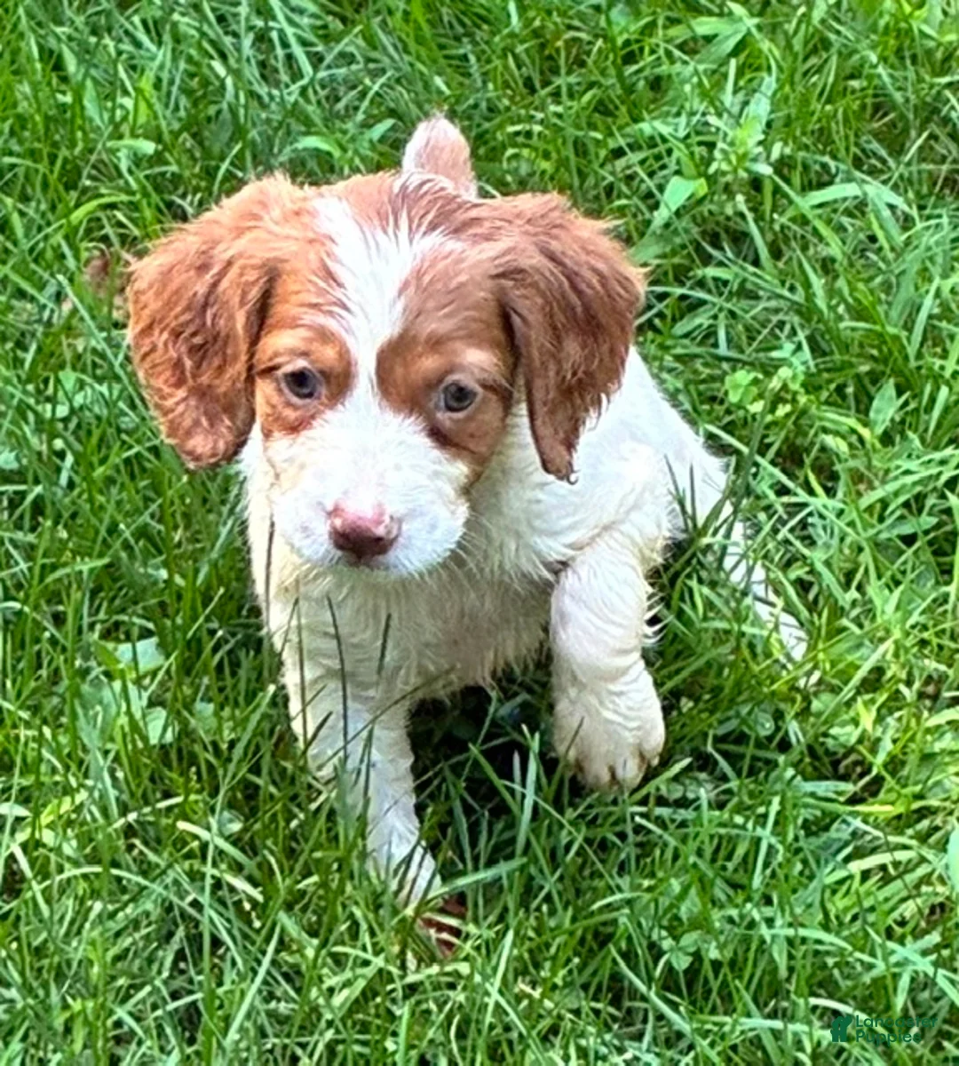 Brittany Spaniel dogs for sale: Hawkeye Holly Girl 2 - Ad 1