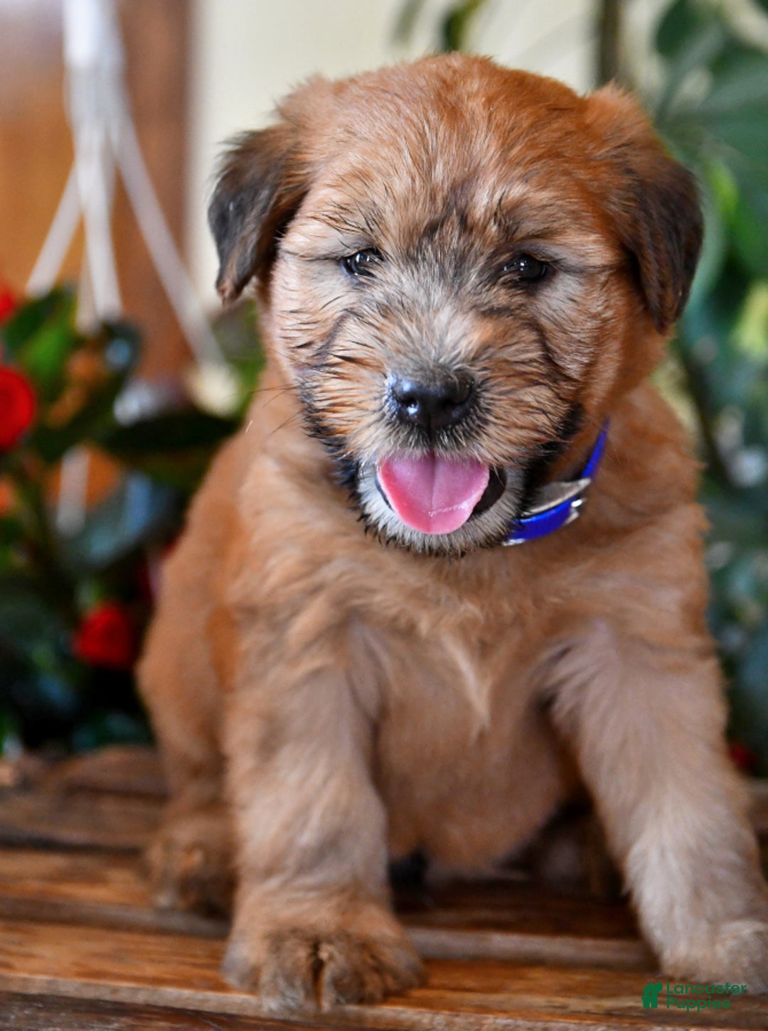 Gallery Image {{count}}