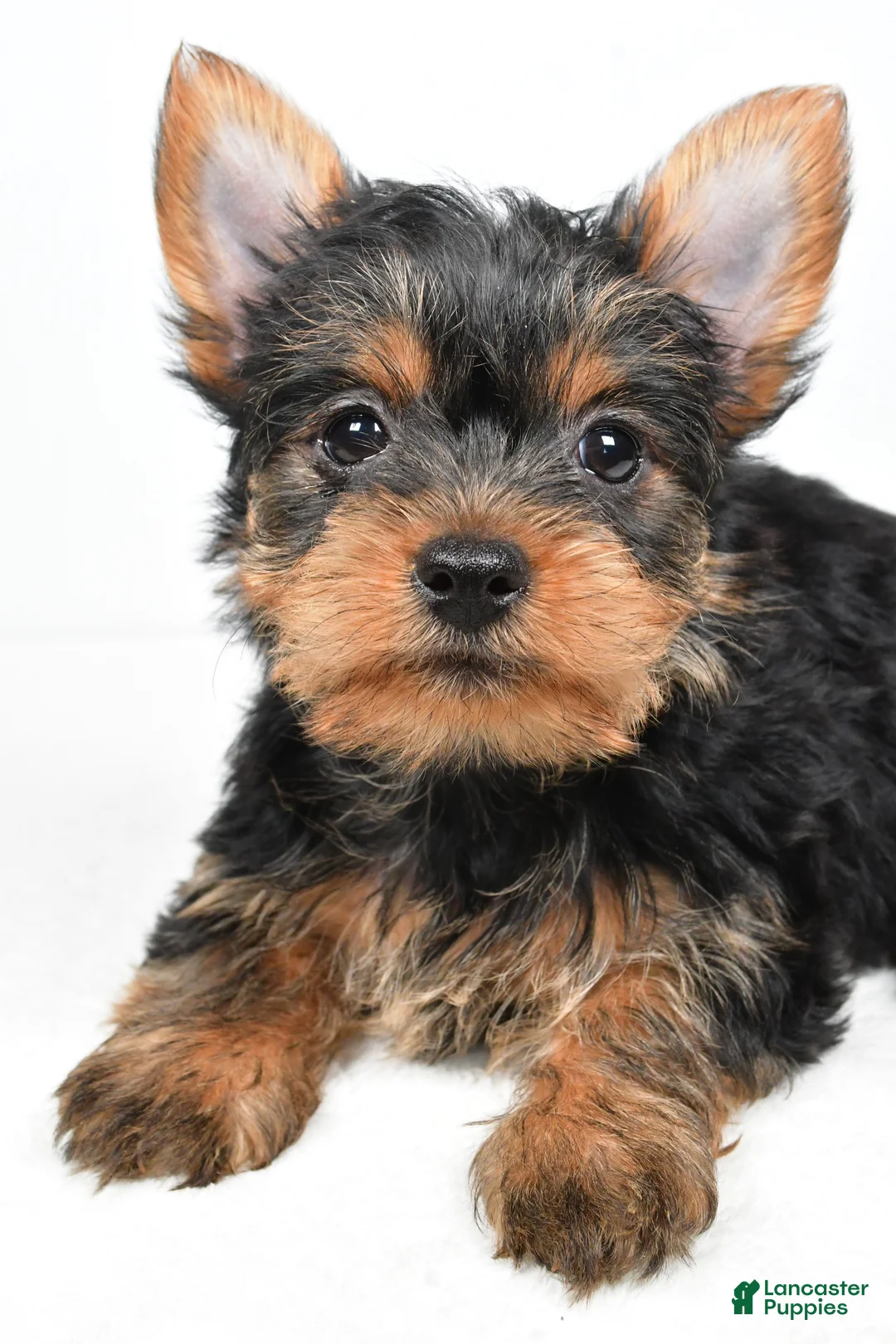 Yorkshire Terrier dogs for sale: Hailey - Ad 3
