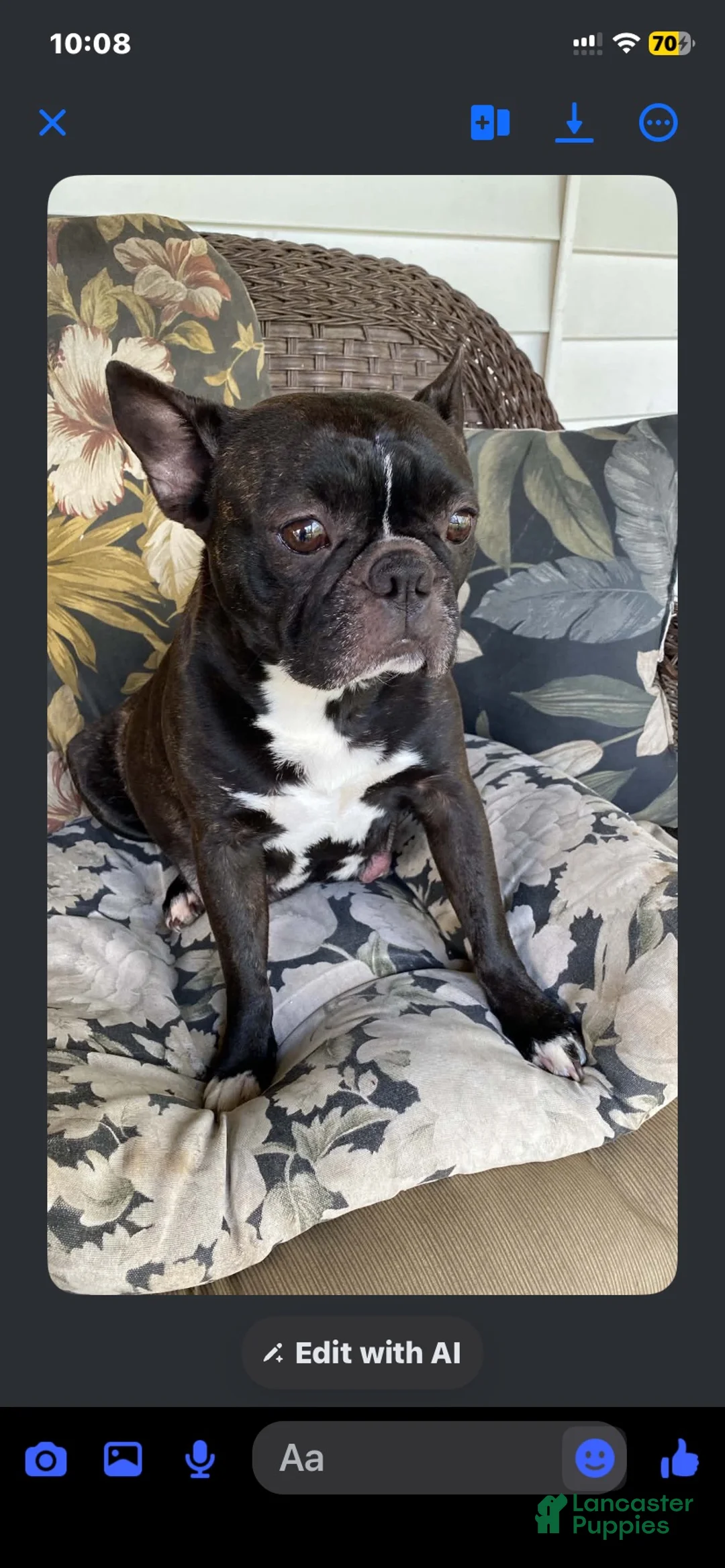 Mixed Breed dogs for sale: Mixed Breed 1 - Ad 4