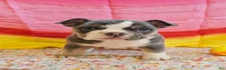 Mixed Breed dogs for sale: Blue Star Girl - Ad 5