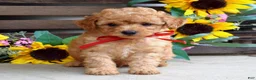 Mixed Breed dogs for sale: Parker - Ad 4