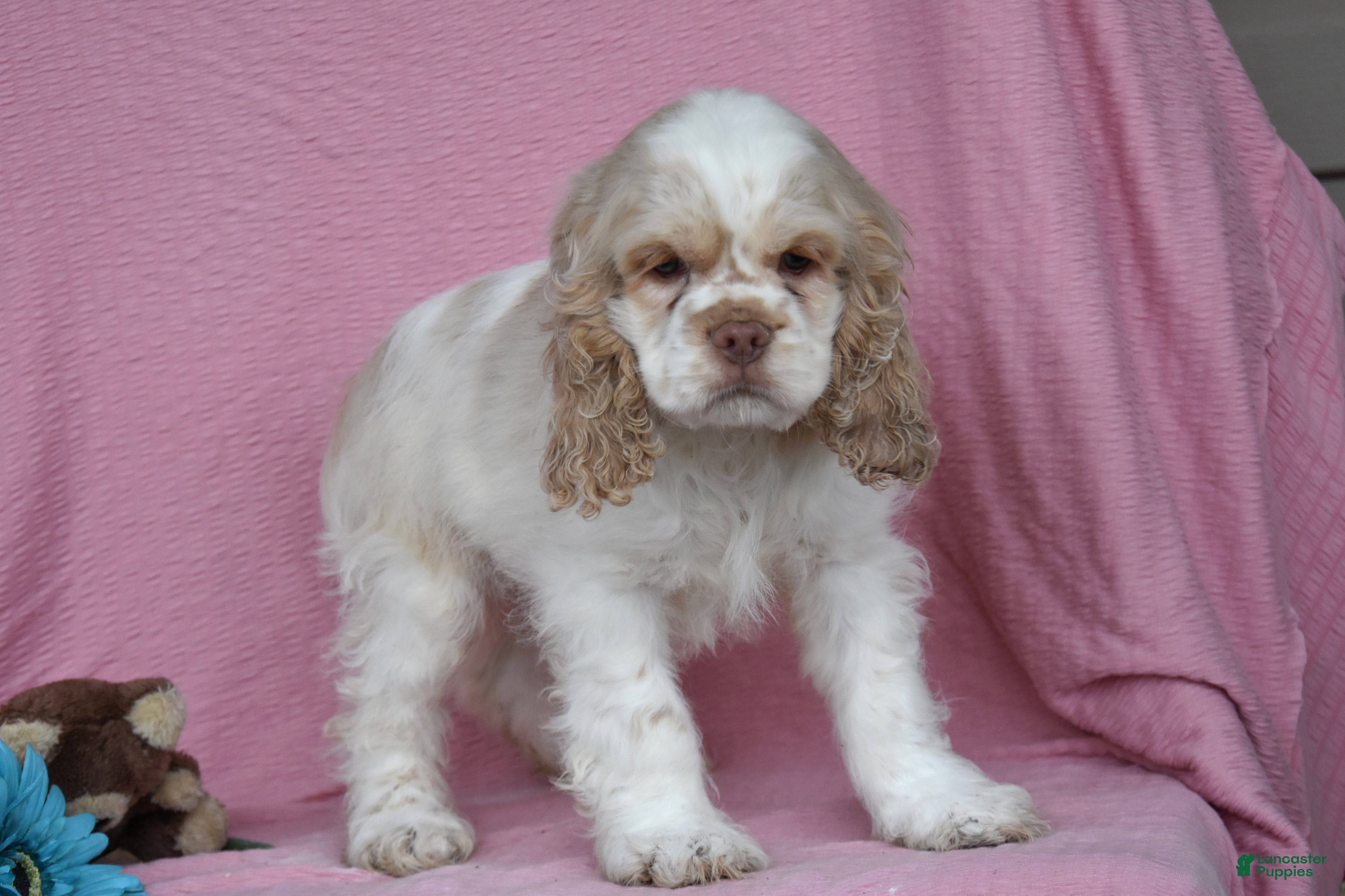 English Cocker Spaniel dogs Lyle - Ad 1