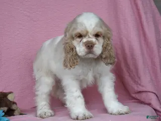 Cocker Spaniel dogs for sale: Lyle - Ad 4
