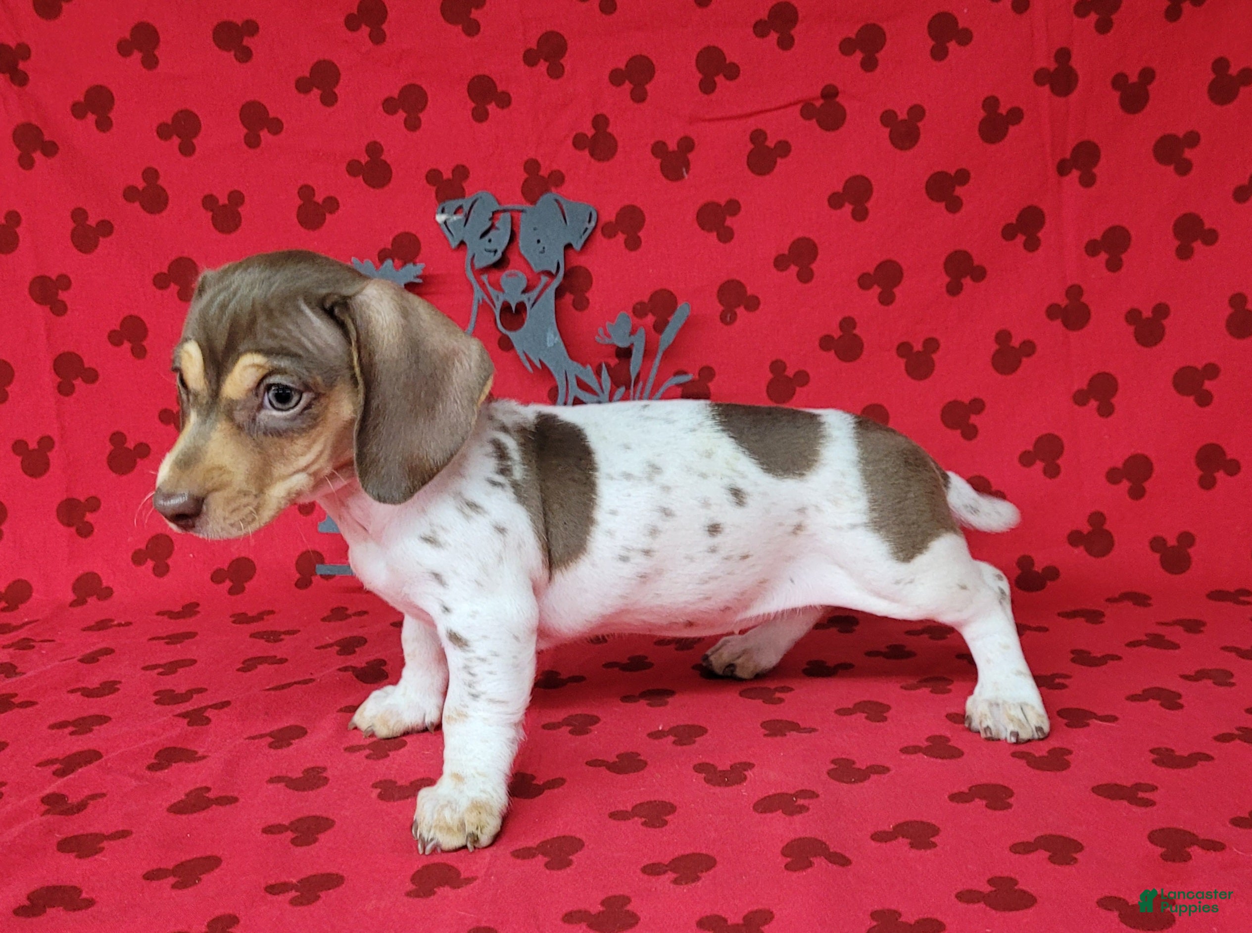Miniature Dachshund dogs AKC Chloe *Delivery Available* - Ad 1