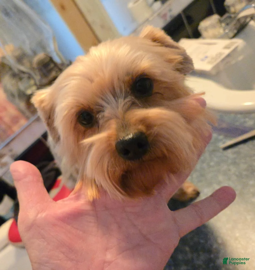 Yorkshire Terrier dogs for sale: Yorkshire Terrier Puppy 1 - Ad 2