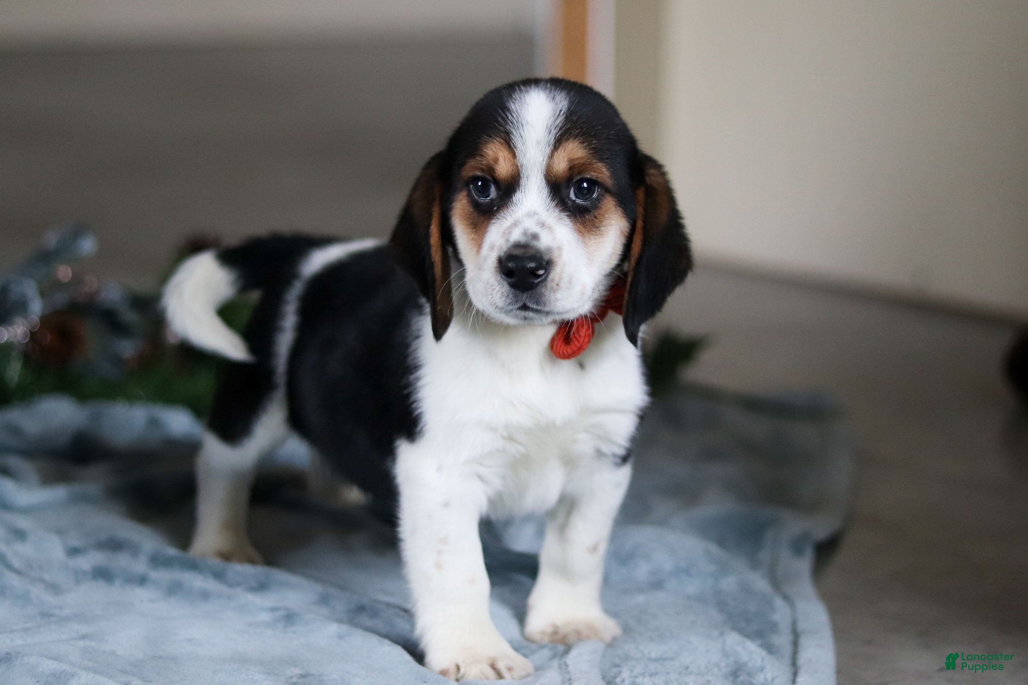 Beagle dogs Lawrence  - Ad 25