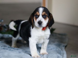 Beagle dogs Lawrence - Ad 25