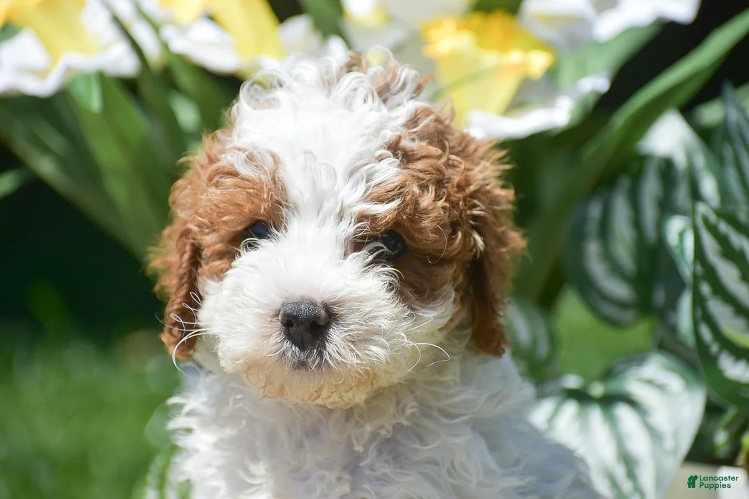 Miniature Poodle dogs for sale: Preston - Ad 8
